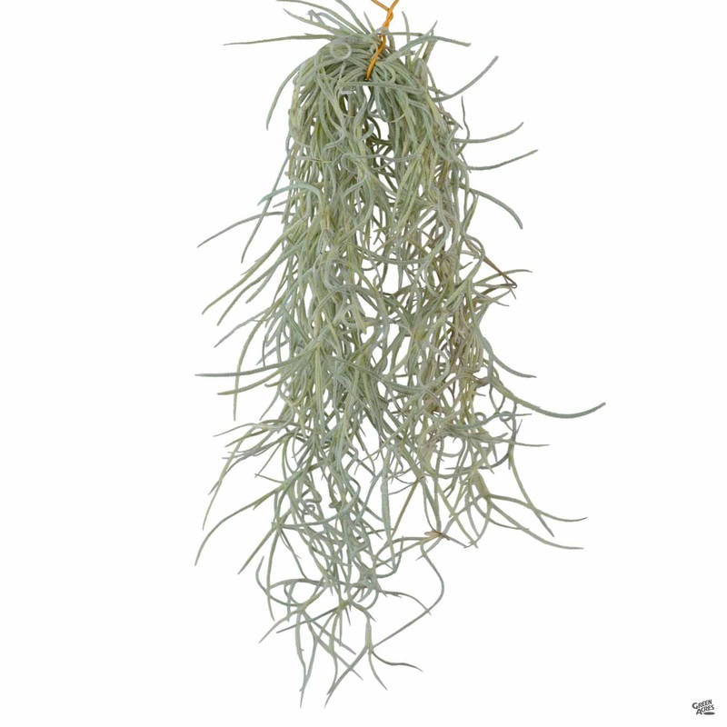 Spanish Moss|Medium