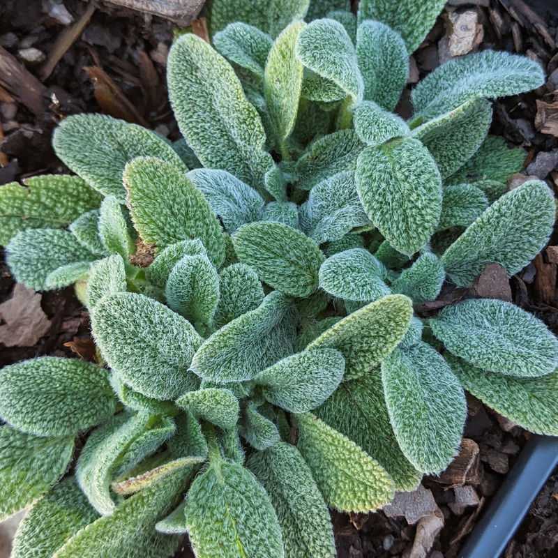 Stachys ‘Little Lamb’ Lamb’s Ears
