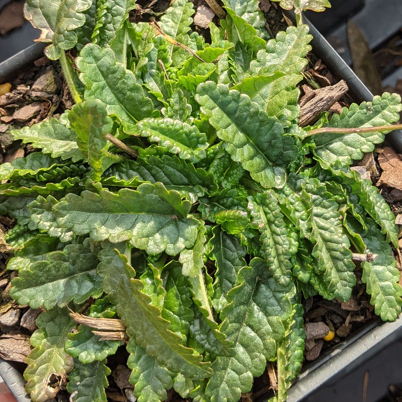 Stachys minima Betony|1 quart
