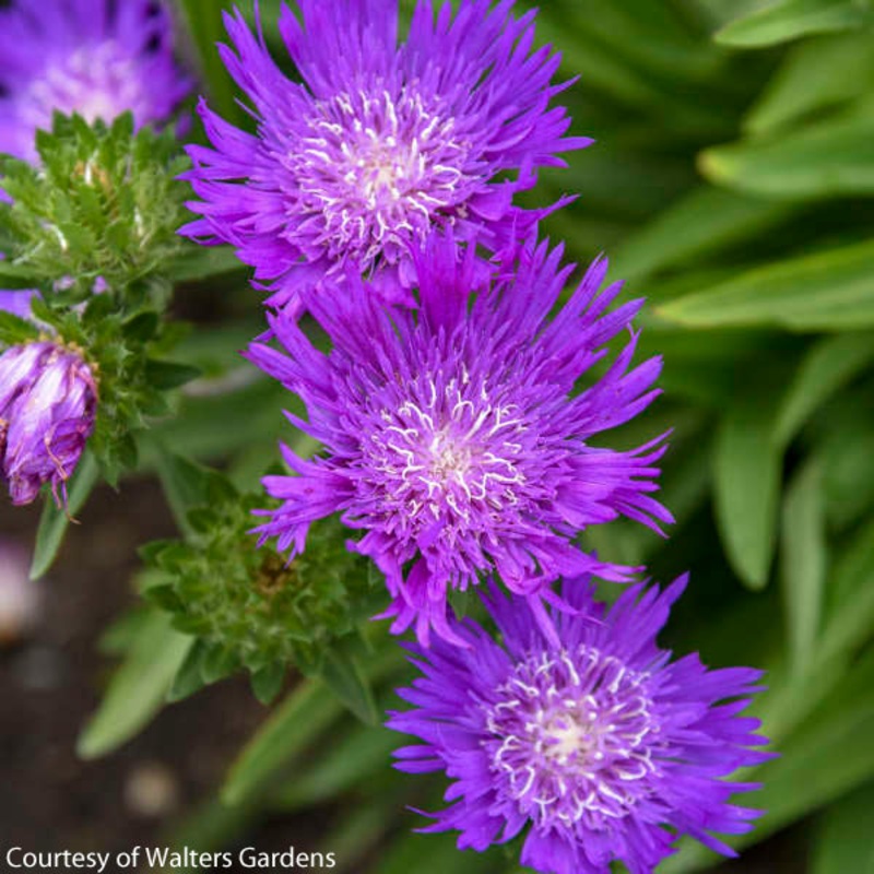 Stokesia laevis ‘Honeysong Purple’ Stoke’s Aster