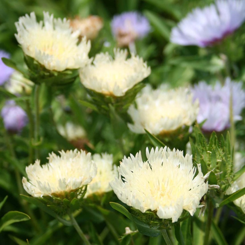 Stokesia laevis ‘Mary Gregory’ Stoke’s Aster
