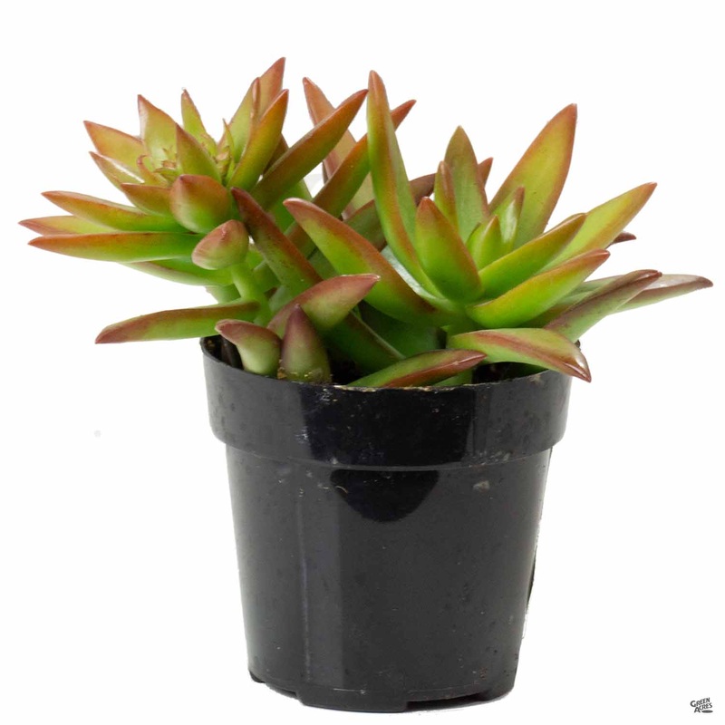 Stonecrop ‘Firestorm’|2.5″