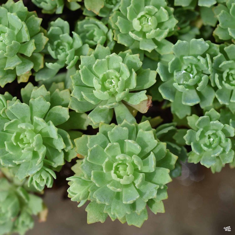 Stonecrop pachyclados|4″