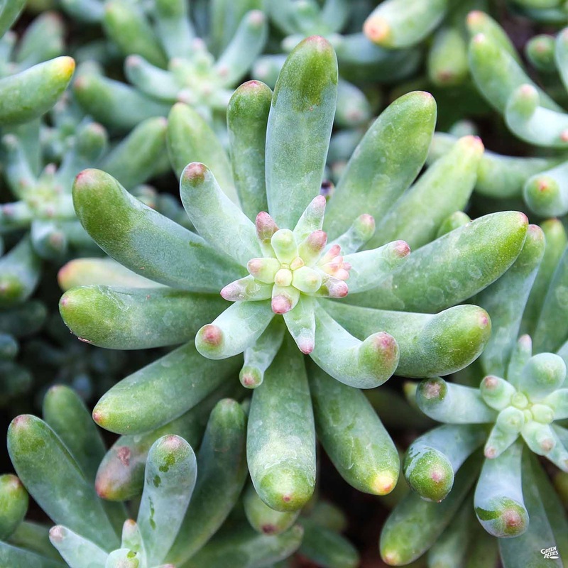 Stonecrop pachyphyllum|4″