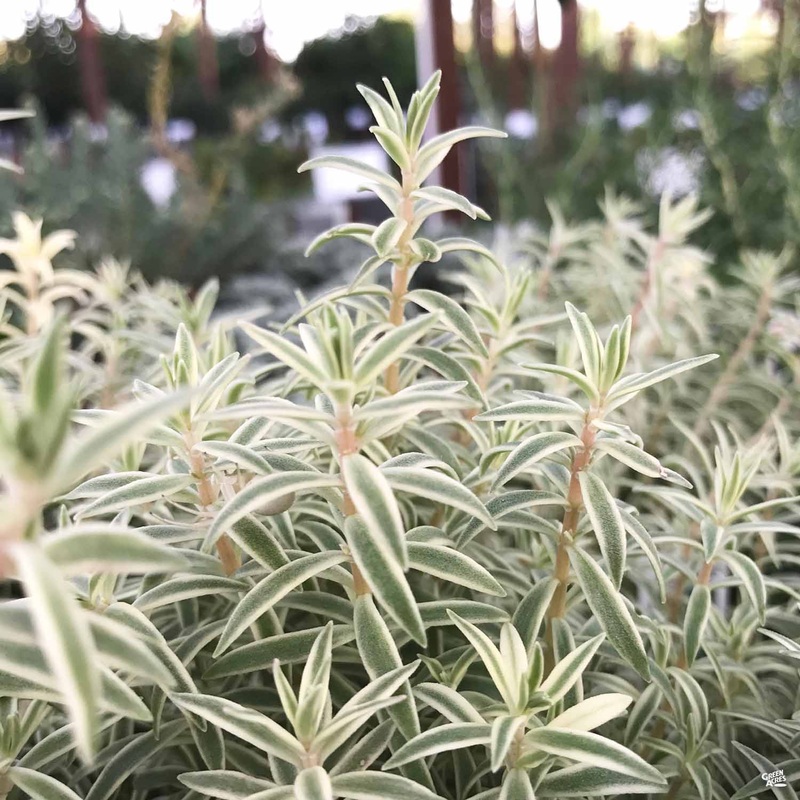 Stonecrop ‘Sea Urchin’|4″