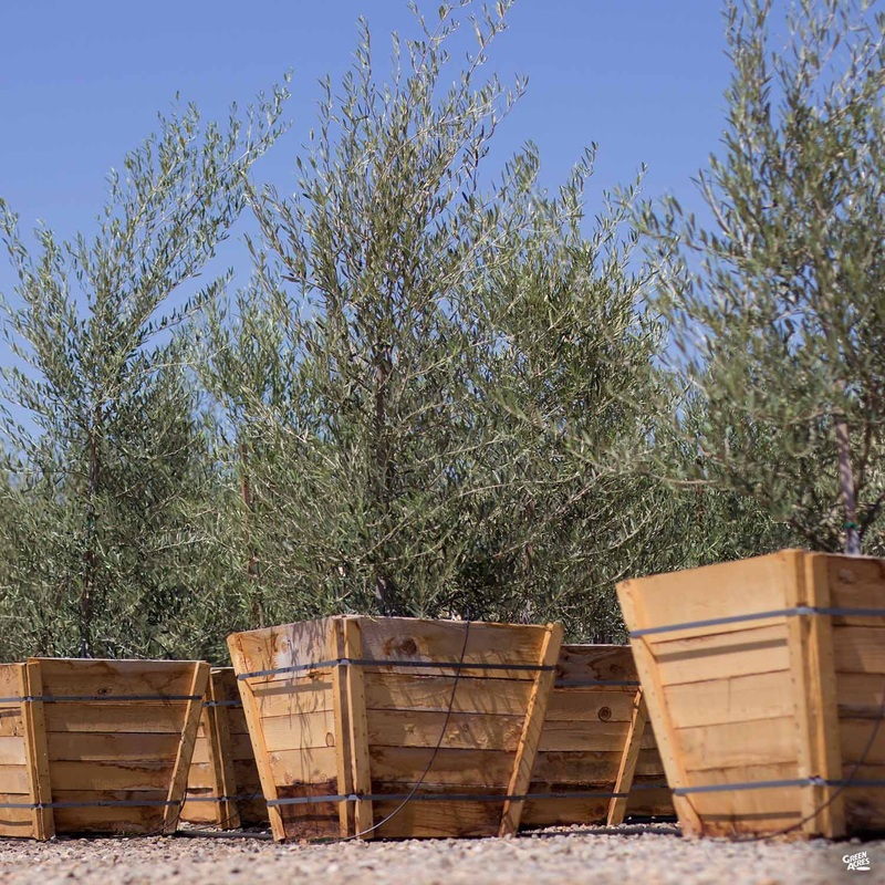 Swan Hill Olives Fruitless Olive Multi-Trunk