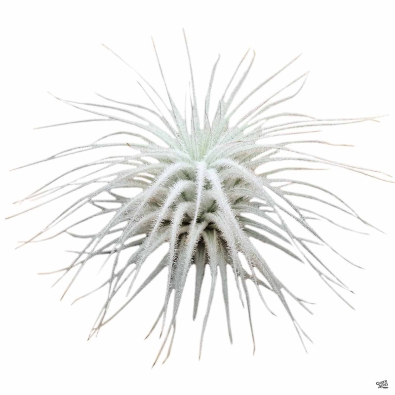 Tectorum Ecuador|Small|Medium {v::tx]