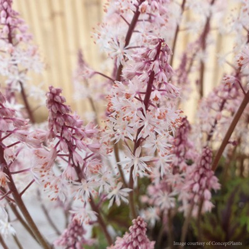 Tiarella ‘Angel Wings’ Foamflower