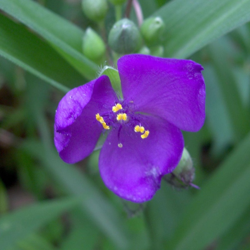 Tradescantia virginiana|1 Quart