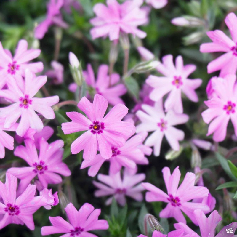 Trailing Phlox|1 gal