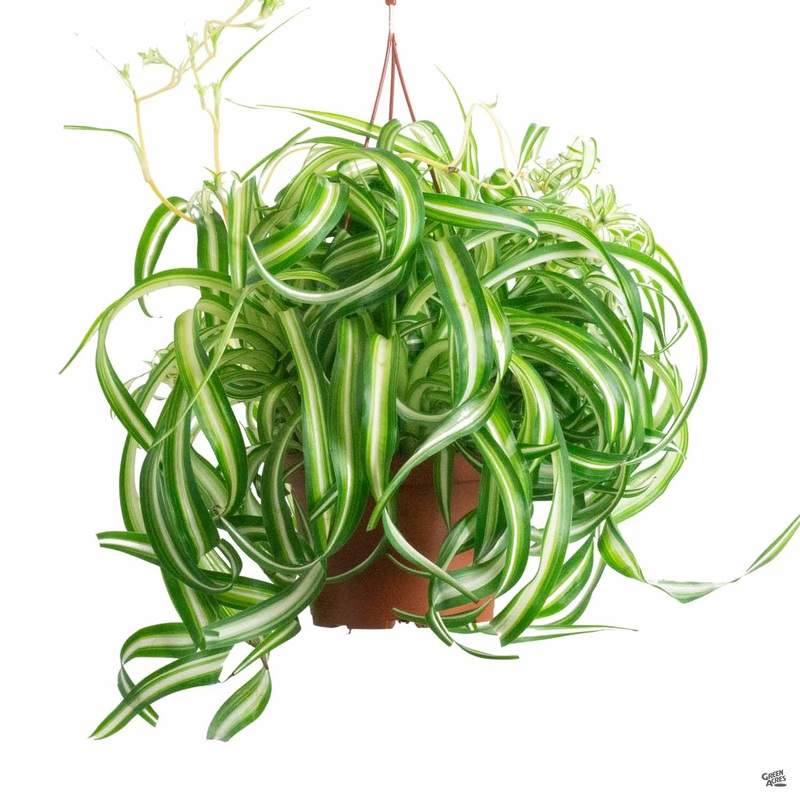 Variegated Bonnie Spider Plant
