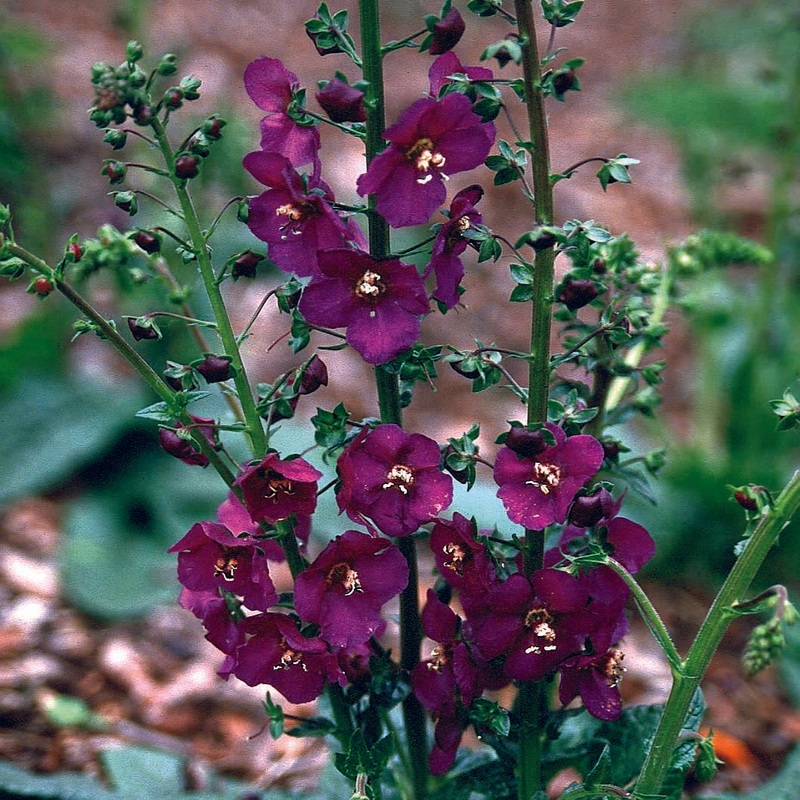 Verbascum ‘Violetta’ Mullein|1 Quart
