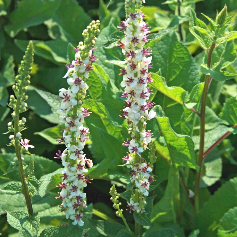 Verbascum ‘Wedding Candles’ Mullein