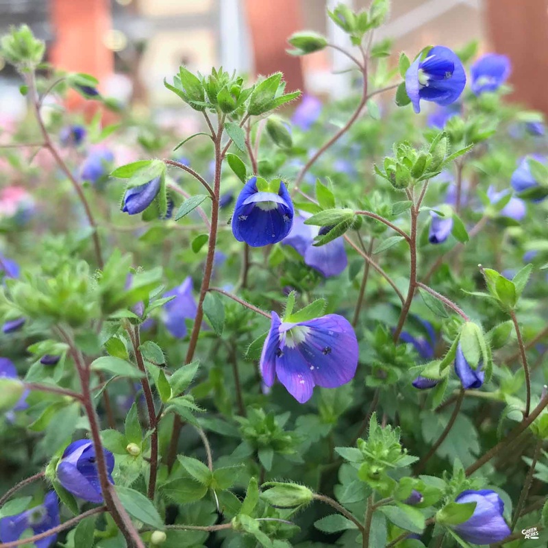 Veronica ‘Georgia Blue’|1 gal