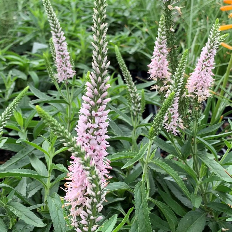 Veronica ‘Moody Blues Pink’ Speedwell