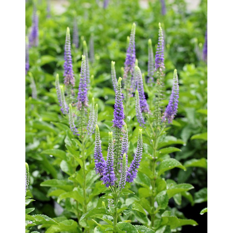 Veronica ‘Sunny Border Blue’ Speedwell