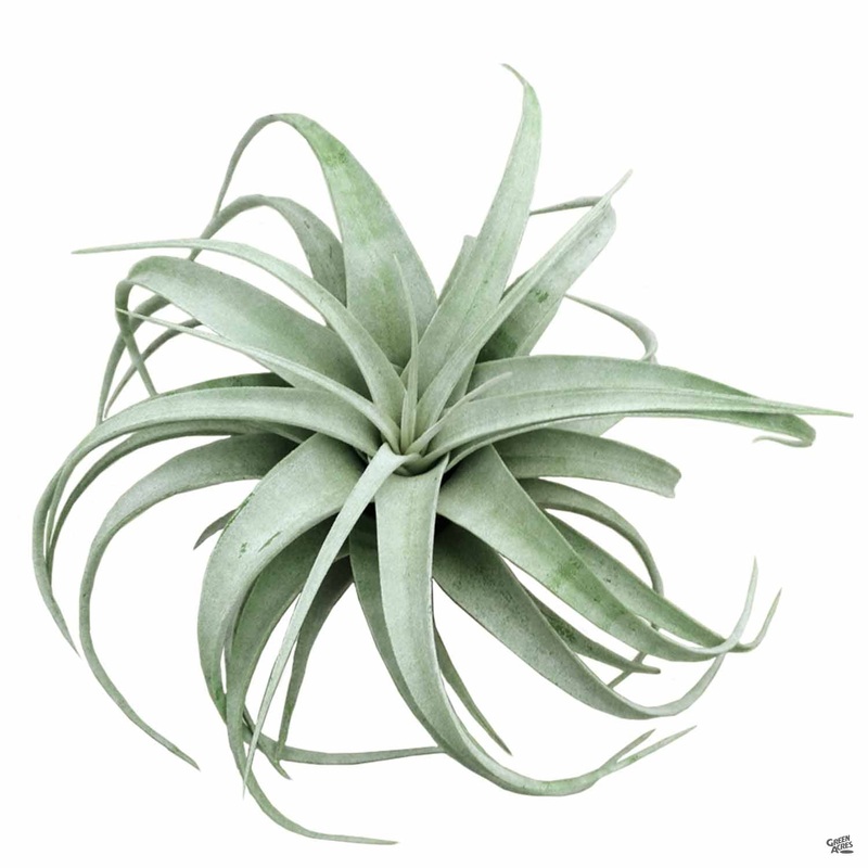 Xerographica|Small|Large|Medium [v::tx]