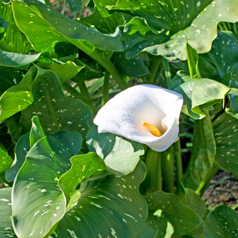 Zantedeschia aethiopica ‘White Giant’ Calla Lily