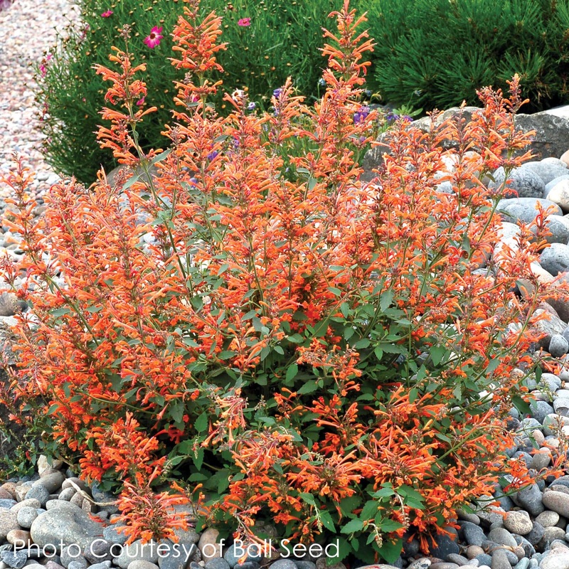 Agastache ‘Kudos Mandarin’ Hummingbird Mint