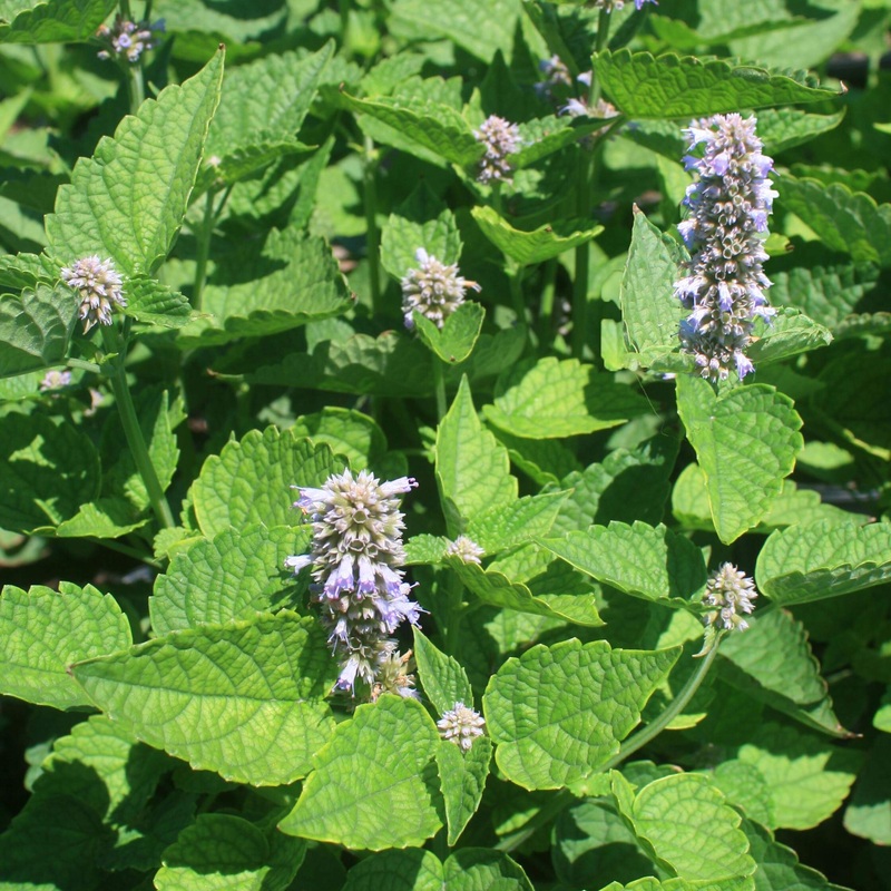 Agastache rugosa ‘Honey Bee Blue’ Hummingbird Mint