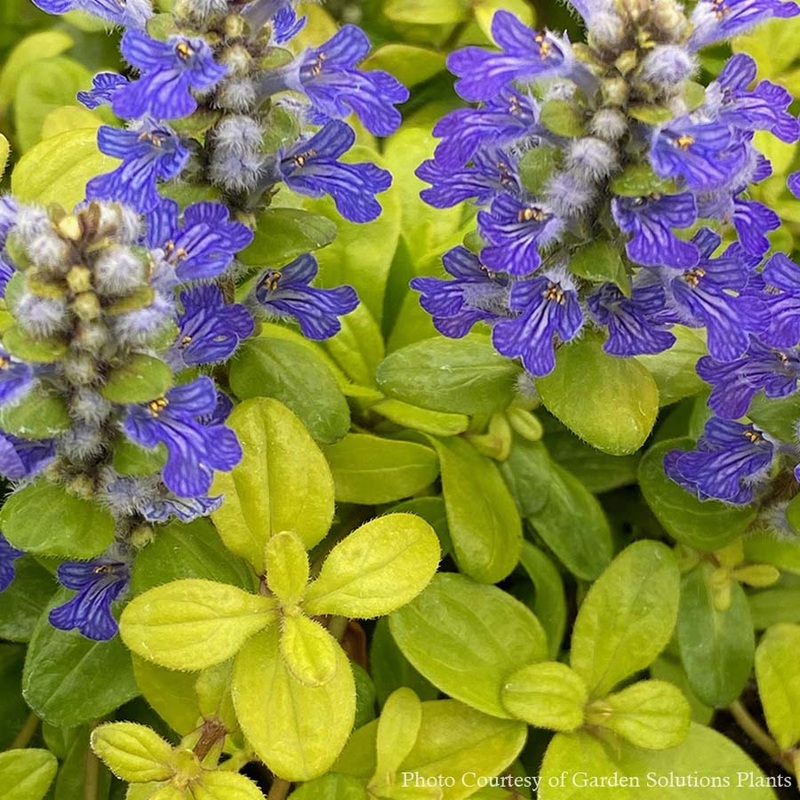 Ajuga ‘Cordial Canary’ Bugleweed