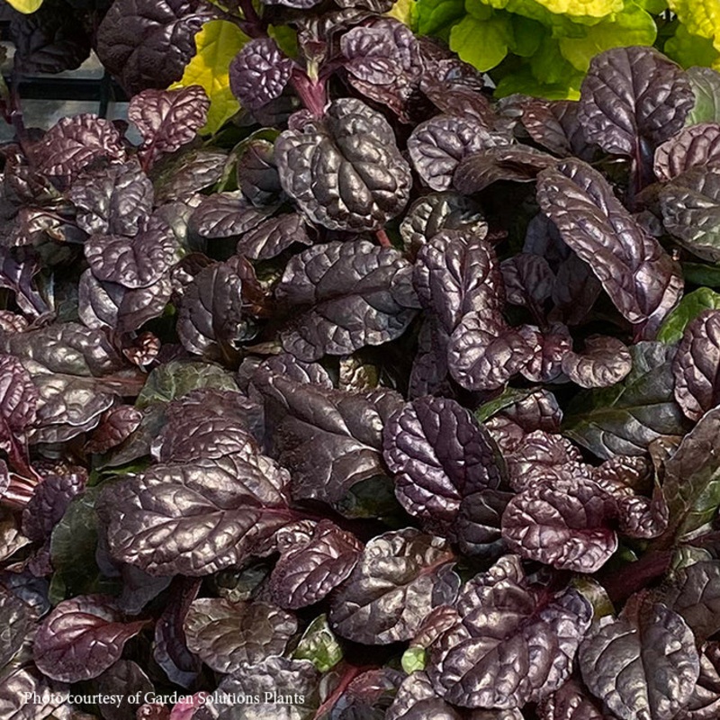 Ajuga ‘Fierce Falcon’ Bugleweed