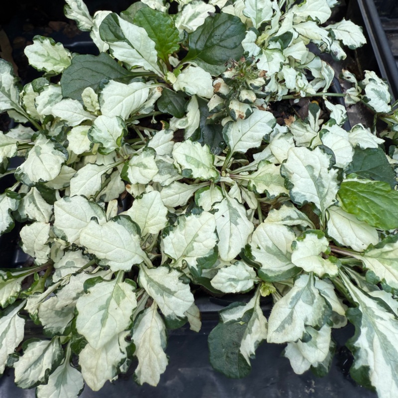 Ajuga ‘Princess Leia’ Bugleweed