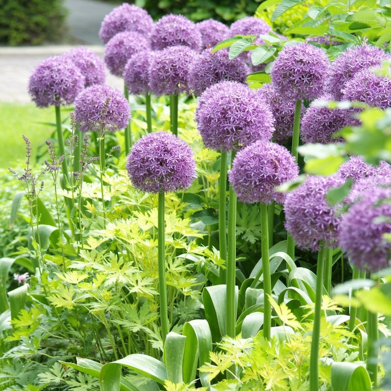 Allium ‘Globemaster’ Ornamental Onion