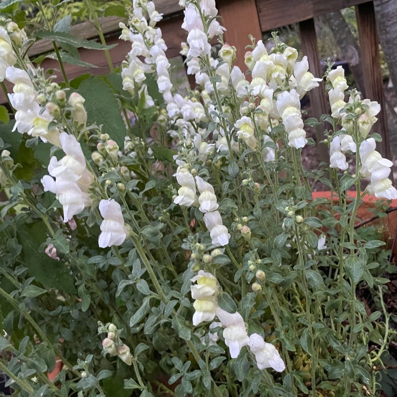Antirrhinum hispanicum ‘White’ Spanish Snapdragon