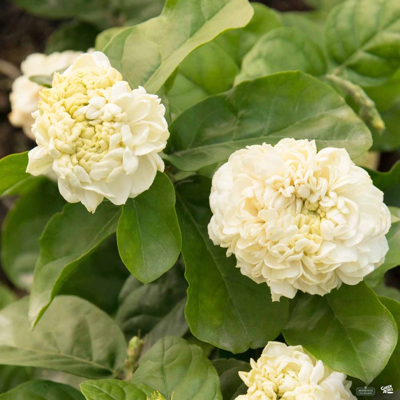 Arabian Jasmine ‘Summer Soul’ | Monrovia