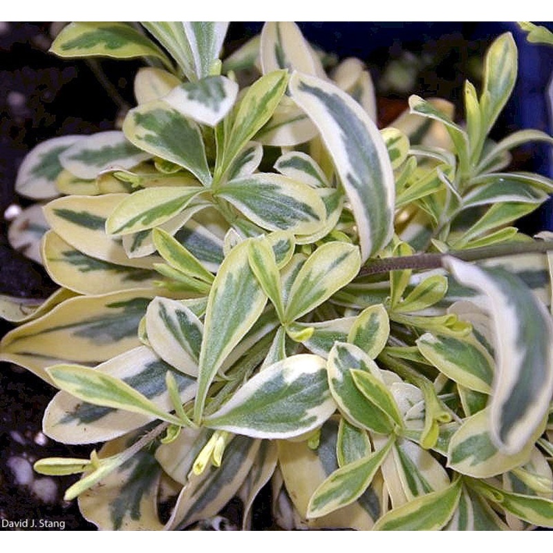 Arabis ferdinandi coburgi ‘Old Gold’ Rockcress