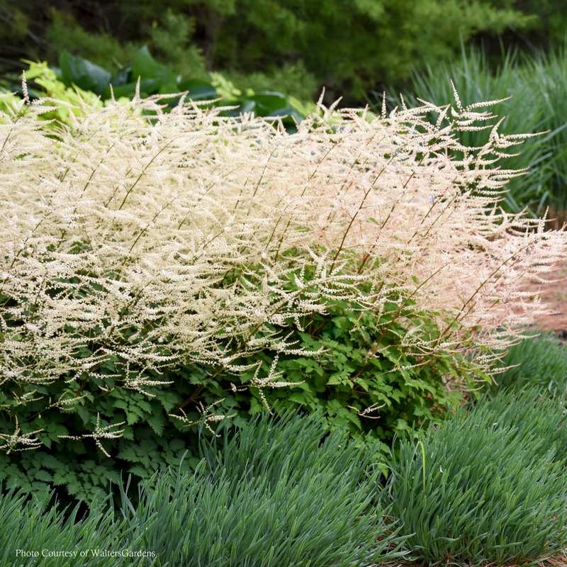 Aruncus ‘Chantilly Lace’ Goat’s Beard
