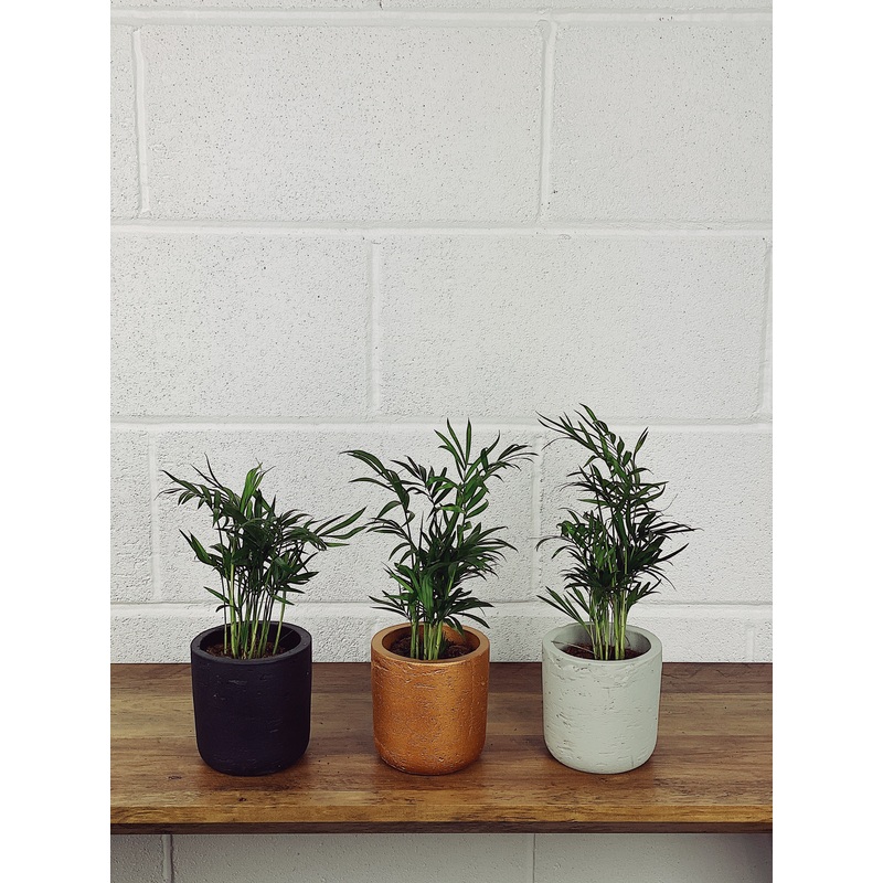 BABY PALM|Baby|No Pot