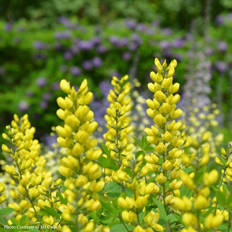 Baptisia ‘Sunny Morning’|1 Quart