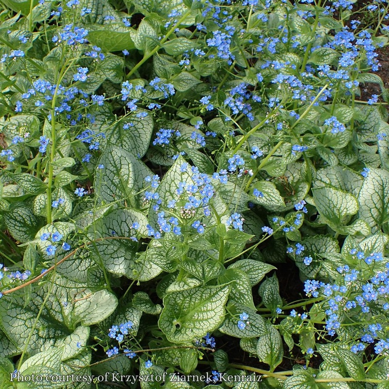 Brunnera ‘Sea Heart’ Bugloss|1 quart