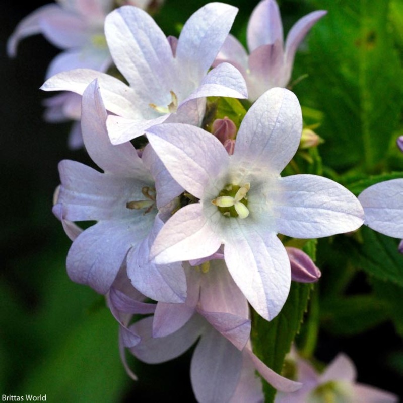 Campanula lactiflora ‘Loddon Anna’ Bellflower