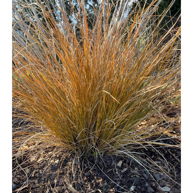 Carex testacea ‘Indian Summer’ Sedge