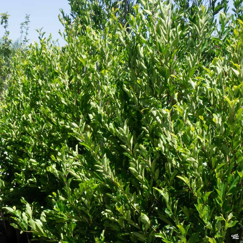 Carolina Cherry Laurel Multi-Trunk