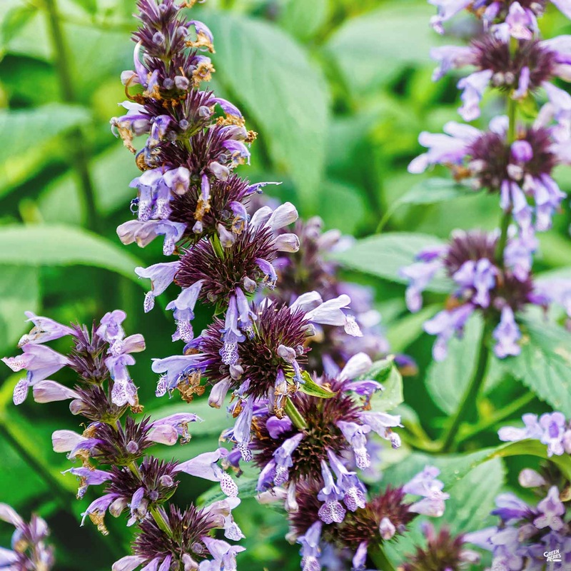 Catmint|1 gal|Purple