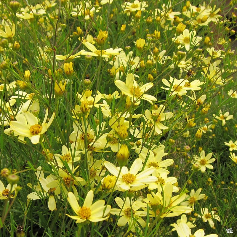 Coreopsis ‘Moonbeam’|1 gal|1 gal[v::tx]