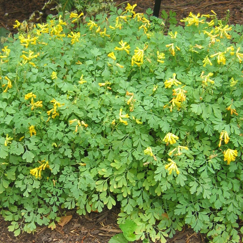 Corydalis lutea Yellow Bleeding Heart