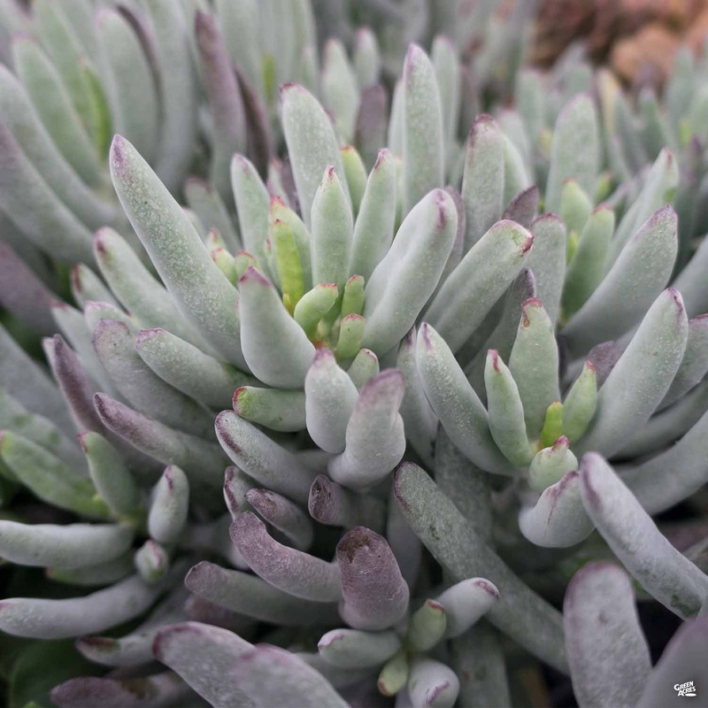 Cotyledon ‘White Sprite’|4″