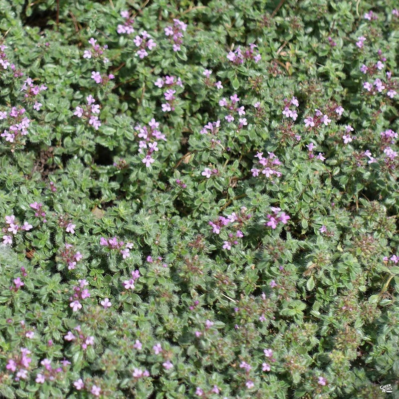 Creeping Thyme ‘Pink’|Flat