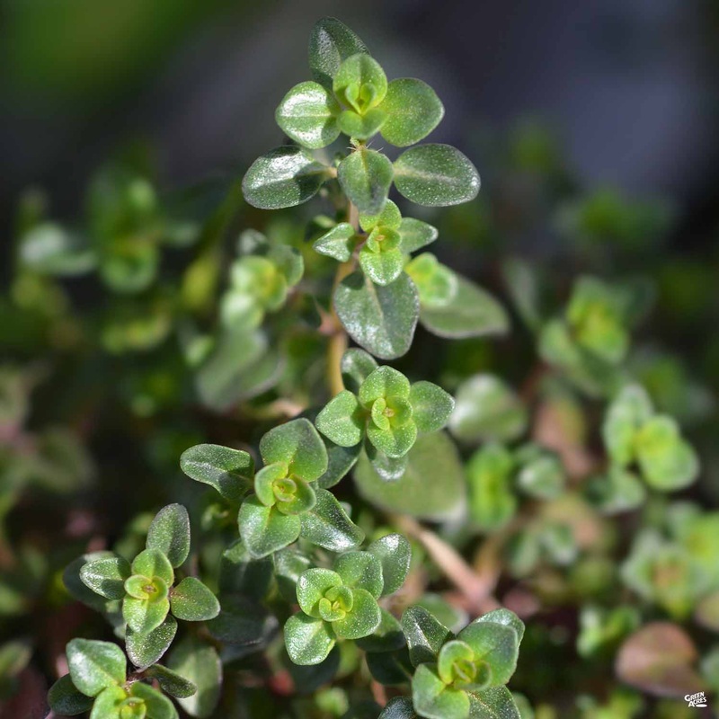 Creeping Thyme ‘Red’|Flat