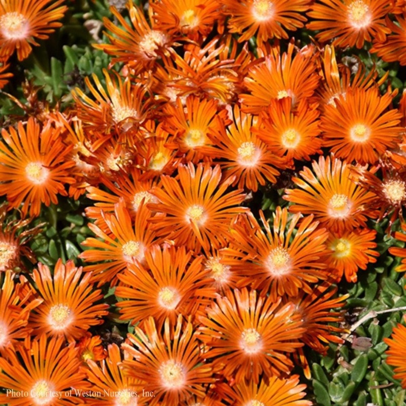 Delosperma ‘Orange Vibe’ Orange Sunset Ice Plant