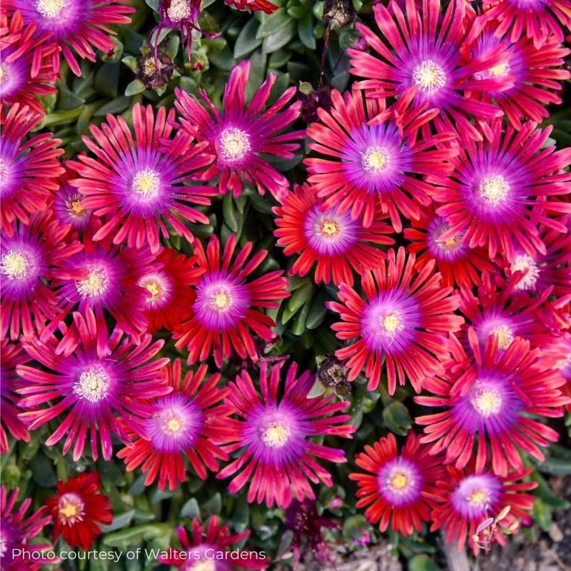 Delosperma ‘Razzle Dazzle’ Kaleidoscope Ice Plant