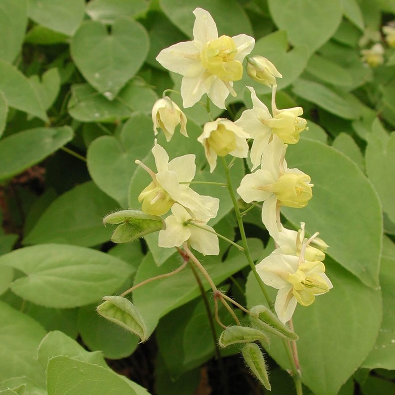 Epimedium ‘Sulphureum’ Barrenwort