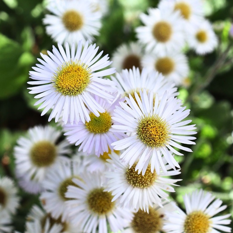 Erigeron pulchellus ‘Lynnhaven Carpet’ Robin’s Plantain