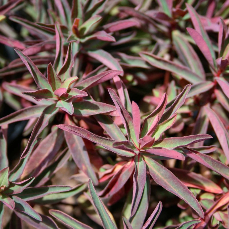 Euphorbia polychroma ‘Bonfire’ Spurge