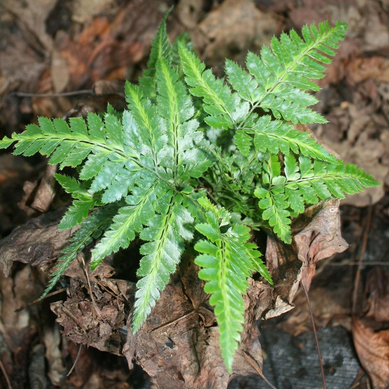 Fern Variegated Holly Arachniodes simplicior ‘Variegata’
